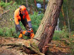 Best Utility Line Clearance  in Cordova, AL